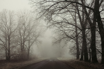 Foggy road and trees. Mysterious forest background. Early morning landscape, frost on the ground. noise film effect. horizontal photo