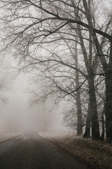 Foggy road and forest trees. Early morning landscape, frost on the ground. noise film effect. vertical photo