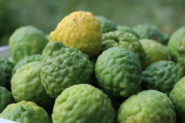 Green bergamot with out leave from the farm