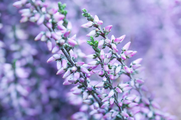 Obraz premium Common heather macro view. Small violet flowers, shallow depth of field. soft purple