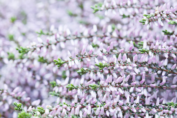Common heather macro view. Small white flowers, shallow depth of field. soft purple background photo