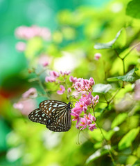 Blue Glassy Tiger butterfly