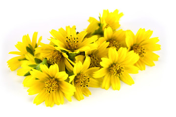 Yellow flowers and white background