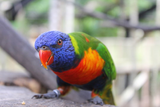 Oiseau du zoo de Martinique