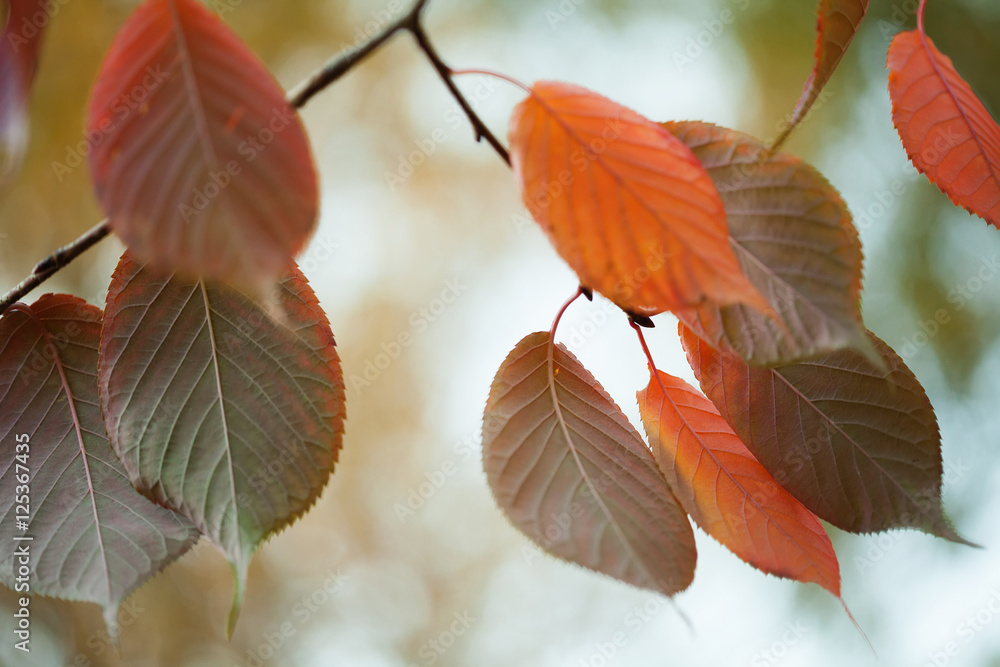 Canvas Prints bright colorful leaves macro view. autumn park scene. soft focus. shallow depth of field photo