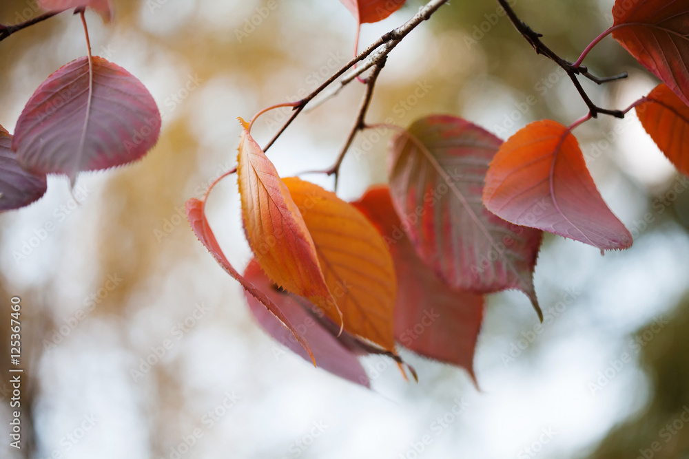 Canvas Prints autumn leaves macro view. october park scene. selective focus. shallow depth of field photo