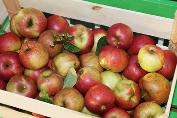 Fresh organic apples