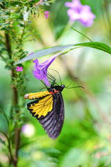 Naklejka premium Common Birdwing Butterfly
