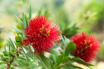 Bush willow or Combretum erythrophyllum (Burchell) Sonder.