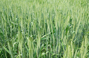 Green paddy Wheat Barley rice plane nature abstract background