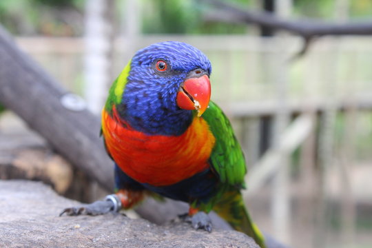 Oiseau du zoo de Martinique