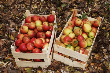 Fresh organic apples