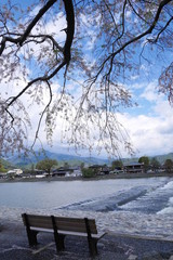 A bench under sakura tree