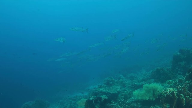 Blackfin Barracudas on a Coral reef. 4k footage