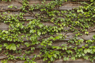 Ivy on the old house, Green leaves on the old wooden wall