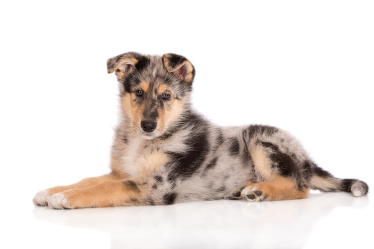 mixed breed puppy lying down on white