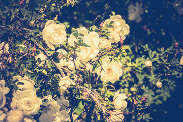 Summer White Roses Retro