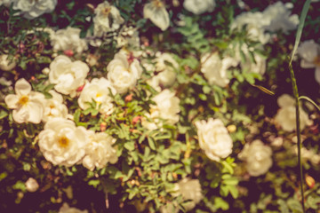 Obraz na płótnie Canvas Summer White Roses Retro