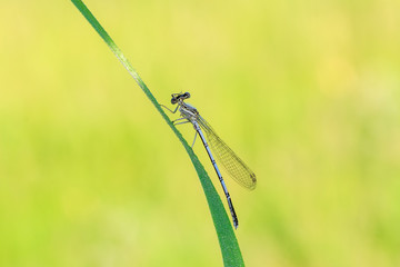 Blaue Federlibelle putzt sich auf Grashalm vor gelben Hintergrund