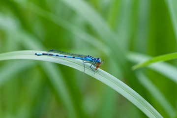 Gemeine Becherjungfer mit Fliege als Beute