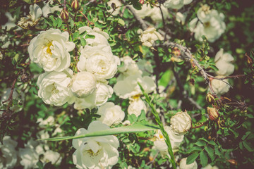 Obraz na płótnie Canvas Summer White Roses Retro