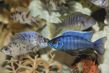 Akari BLUE (Andinoacara pulcher).