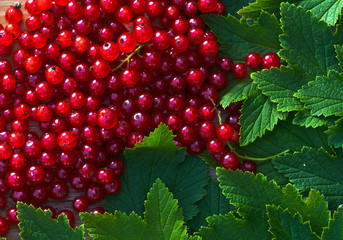 Red currants and green leaves