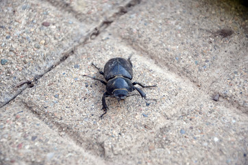 detail of walking big beetle concrete sidewalk photography