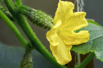Yellow female flower of cucumber