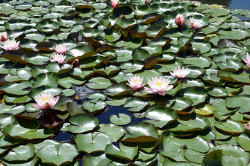 flower of waterlilies flowering on small lake photography