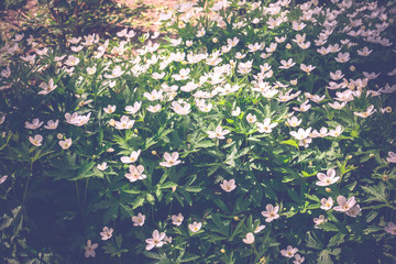 White Flowers Anemone