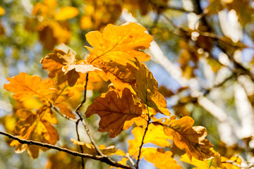 Naklejka na ściany i meble Yellow Oak Leaves