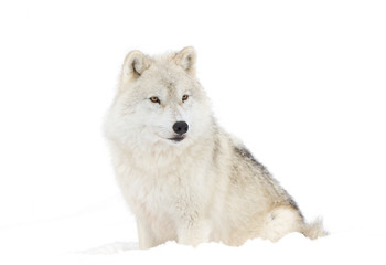 Fototapeta premium A lone Arctic wolf (Canis lupus arctos) isolated on white background closeup in the winter snow in Canada