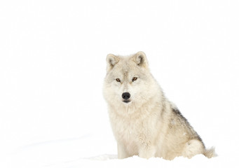 A lone Arctic wolf (Canis lupus arctos) isolated on a white background in a snow covered field in Canada