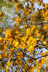 Yellow Oak Leaves