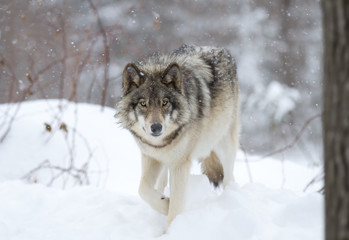 Loup des bois ou loup gris (Canis lupus) marchant dans la neige d& 39 hiver au Canada