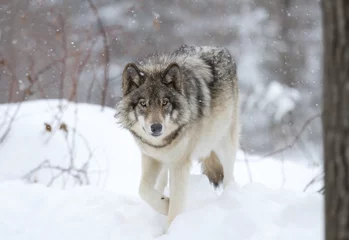 Cercles muraux Loup Loup des bois ou loup gris (Canis lupus) marchant dans la neige d& 39 hiver au Canada
