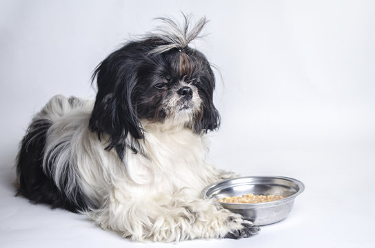 Dog Breed Shih Tzu On A White