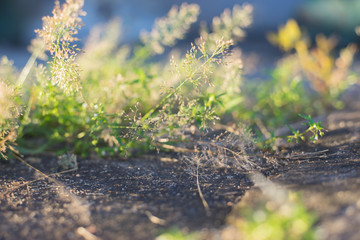 Closeup selective focus of grass on street sunset