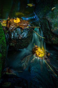 Moody forest stream in autumn