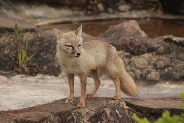 Obraz premium renard