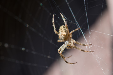 Spider on the Web