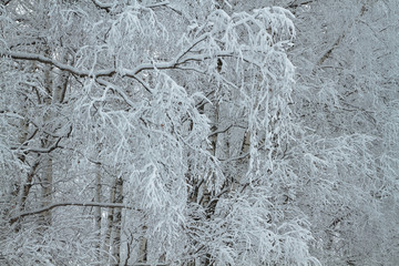 winter park
