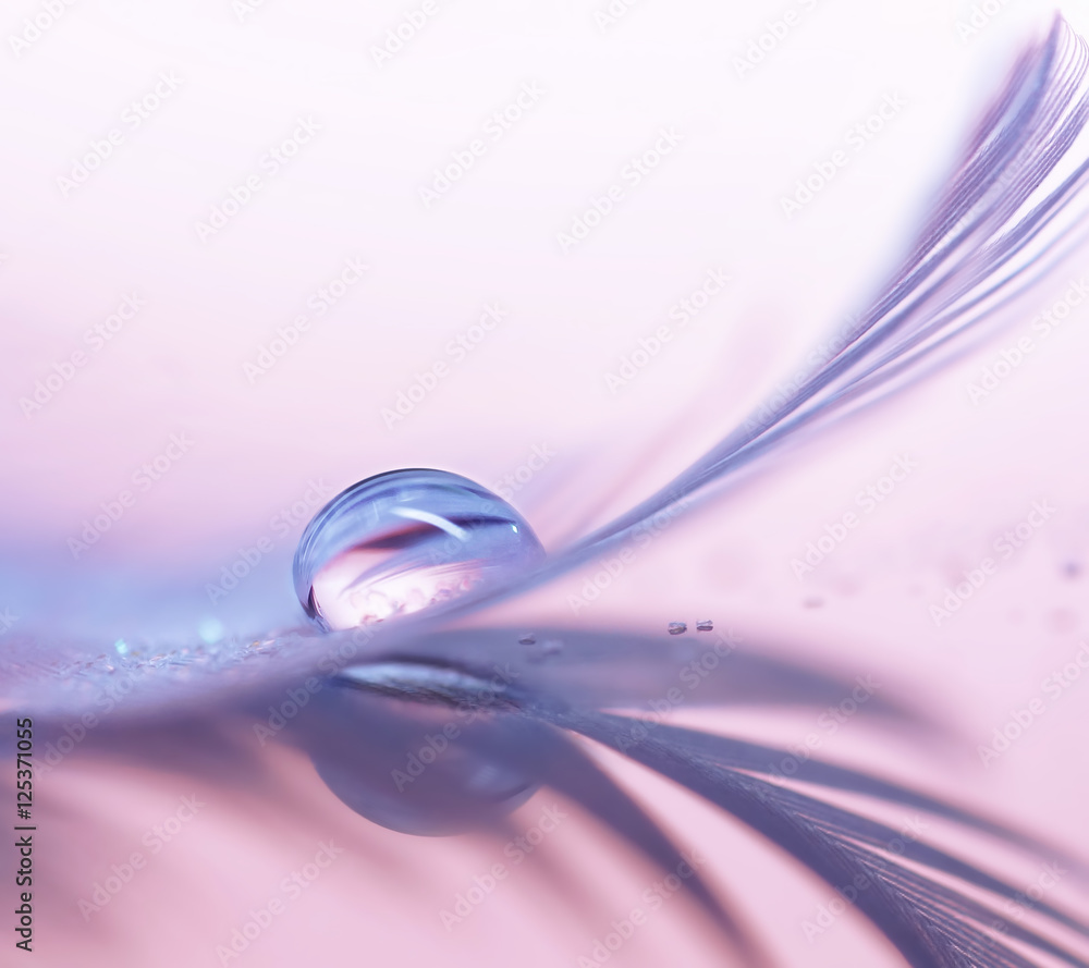 Poster Beautiful large dew drop or rain water on the poultry feather closeup with reflection. Blurred soft background in light pink and purple color macro. A dreamy artistic image of the eyelashes.