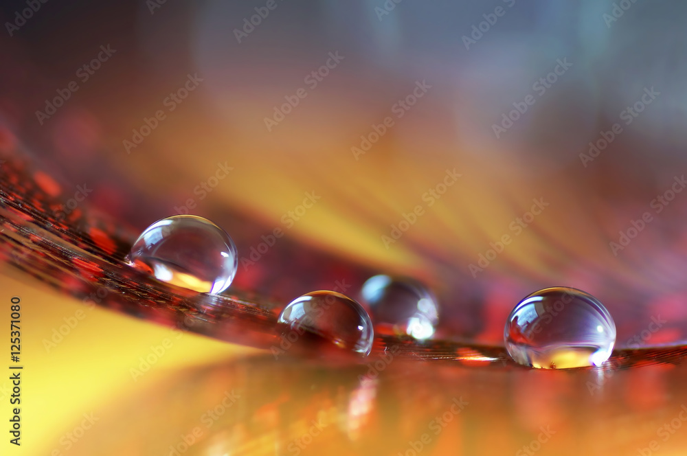 Poster Beautiful large dew drops or rain water on the poultry feather closeup with mirror reflection macro. Beautiful light and blurred soft background in red and yellow color. Elegant artistic image.