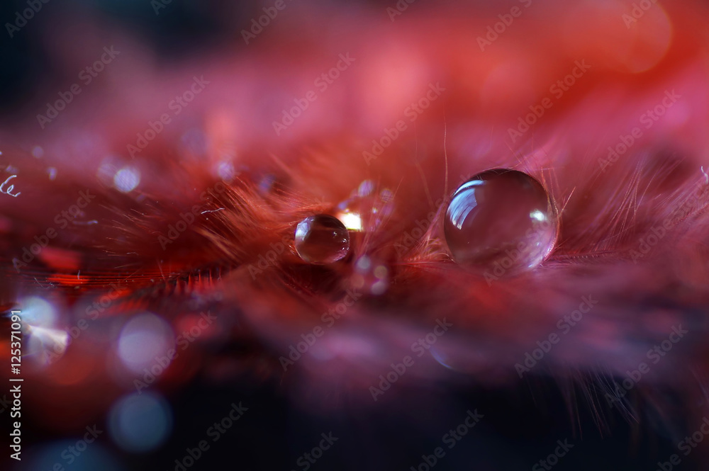 Poster Beautiful large dew drops or rain on the poultry feather closeup. Beautiful light and blurred soft background in red and  purple color. Water Drops on fluffy feather macro. Bright artistic image.
