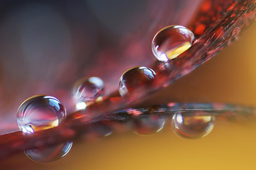 Beautiful large dew drops or rain water on the poultry feather closeup with mirror reflection...