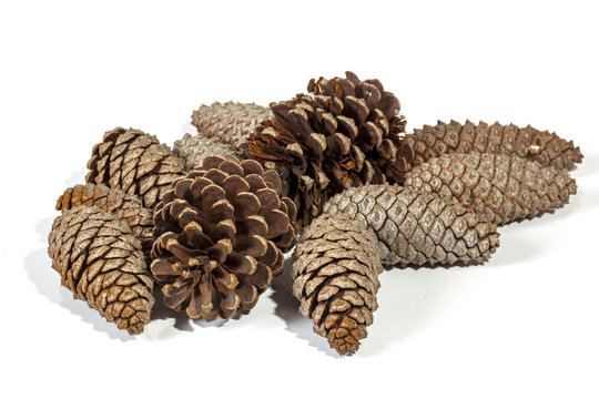  Natural Brown Pine Cone Patterns and Textures