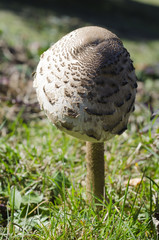 Gemeiner Riesenschirmling, Parasol