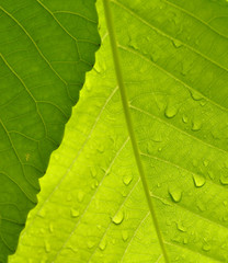  macro shot of  leaves  Green  in the nature